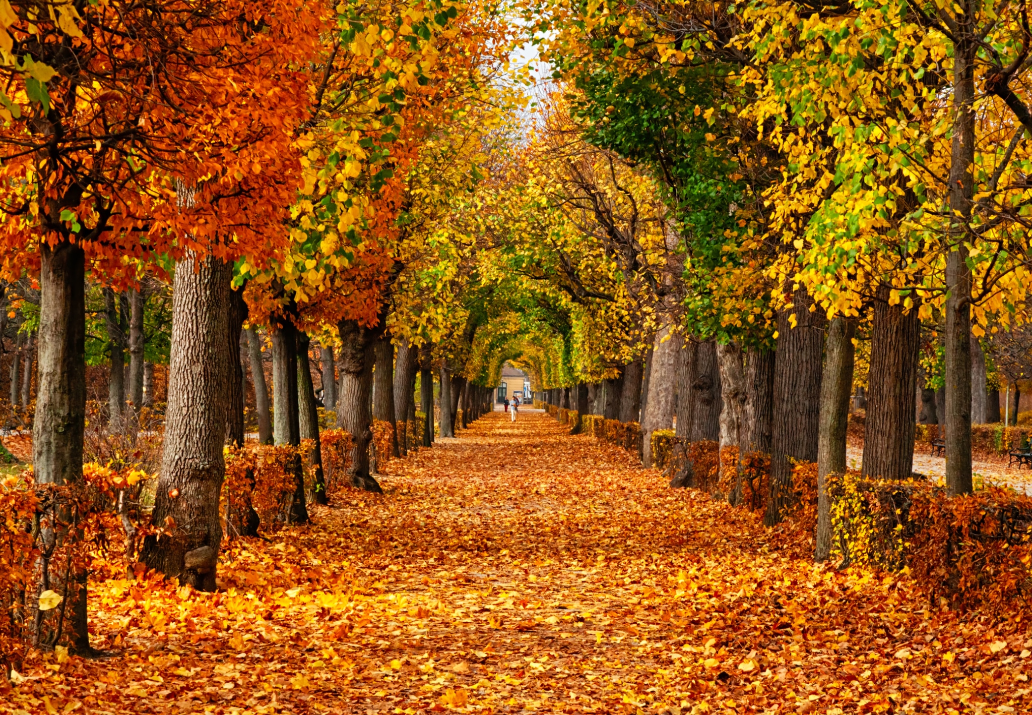 Empty-road-in-autumn-Park-Virtual-Background