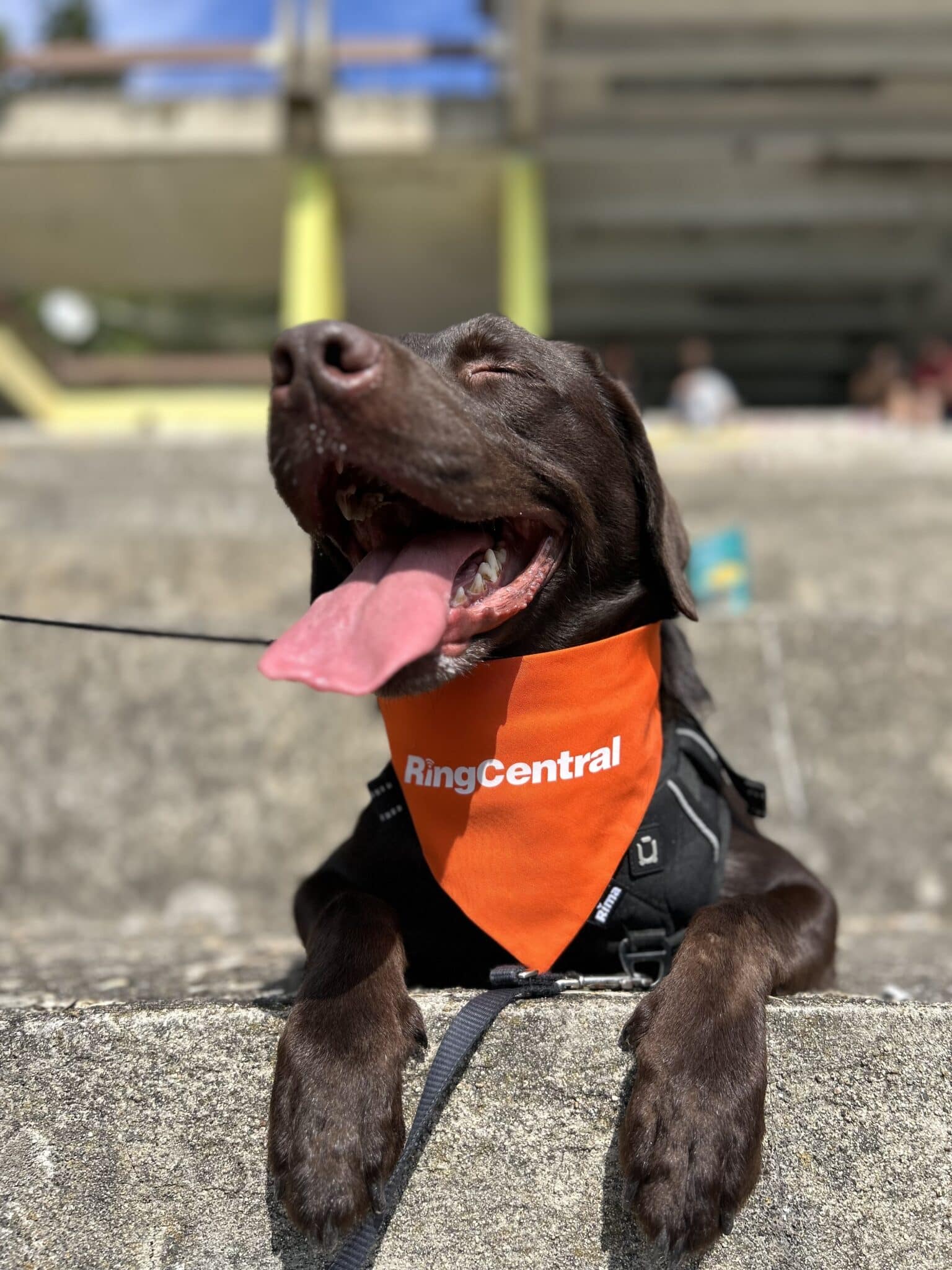 Pet dog of RingCentral employee wearing a RingCentral scarf